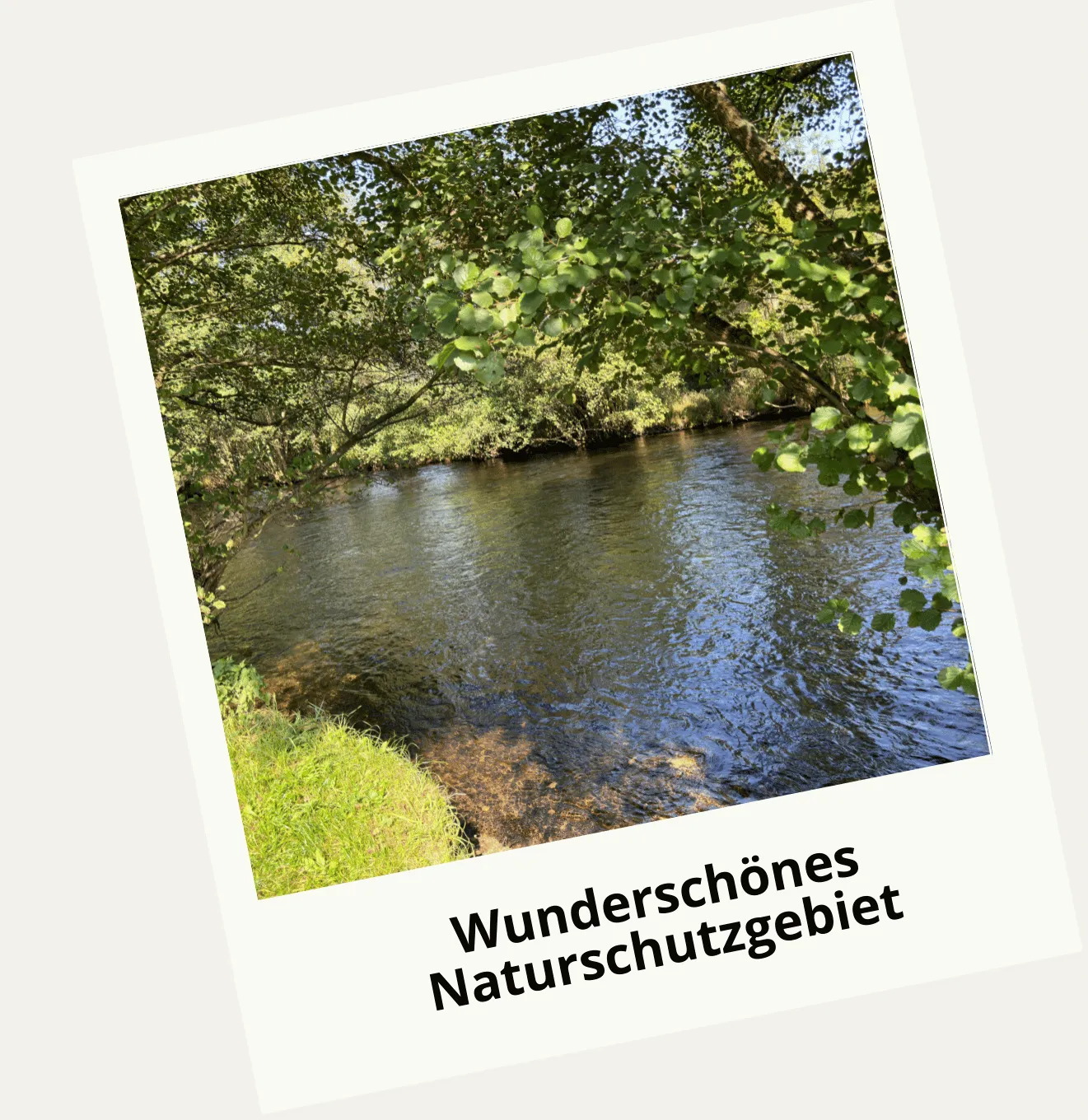 Rur mit bewaldetem Ufer im Nationalpark Eifel