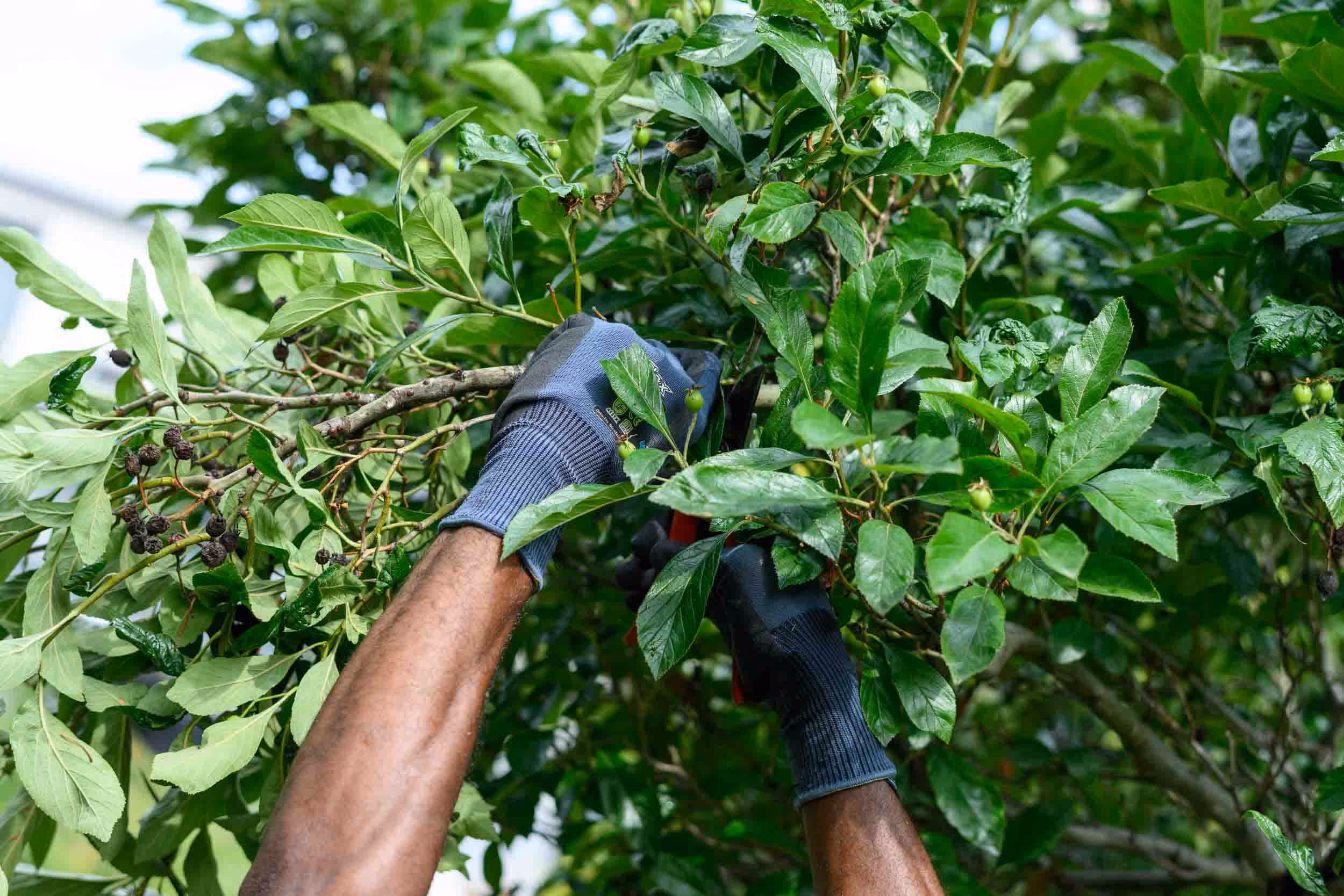 A man with gloves holds a branch.
