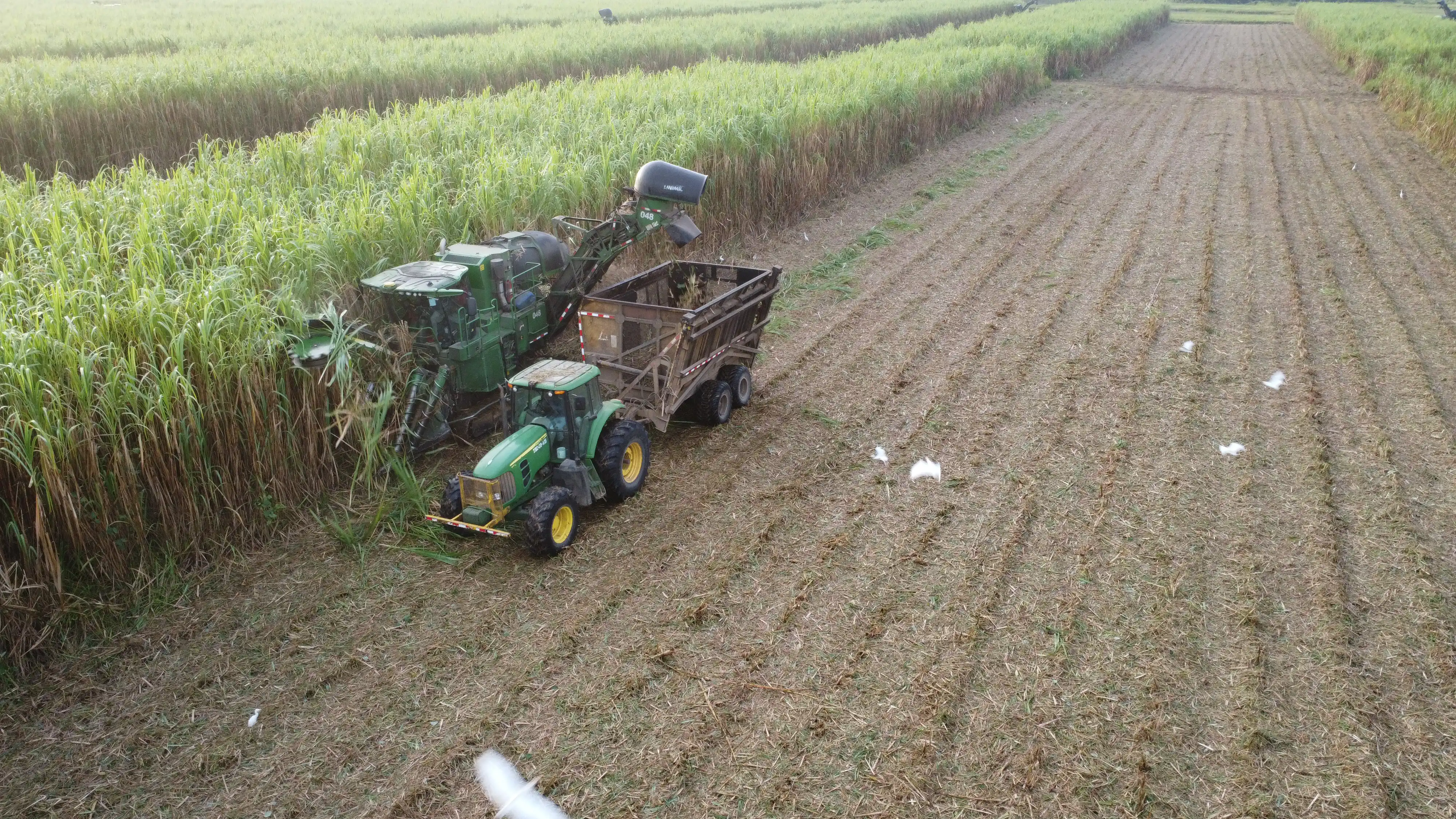A green harvester and tractor working in a large field of tall C4 grasses, cutting and collecting biomass for biofuel production. The field is partially harvested, with birds flying over the freshly cut area.