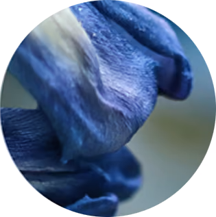 Nahaufnahme von blauen Blütenblättern vor verschwommenem Hintergrund.