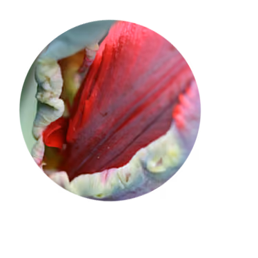 Nahaufnahme der roten Blütenblätter einer Tulpe mit gewellten weißen Rändern.