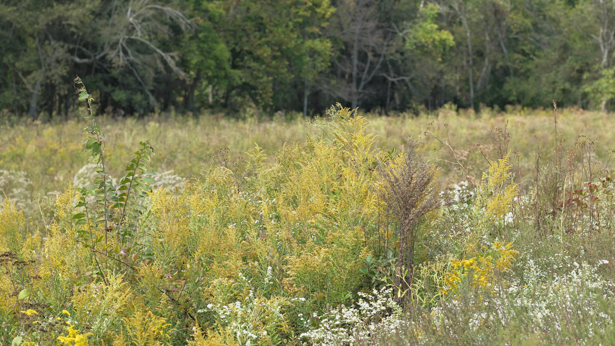 Meadow at Bask 