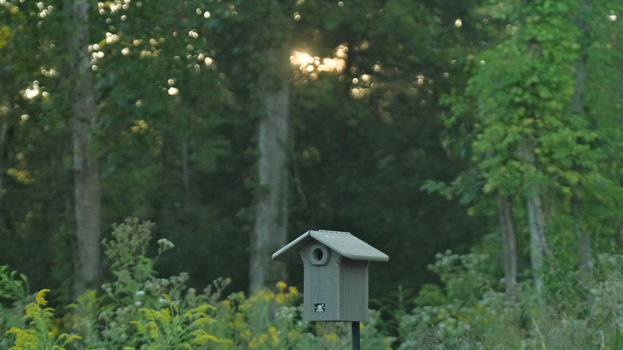 Owl House 
