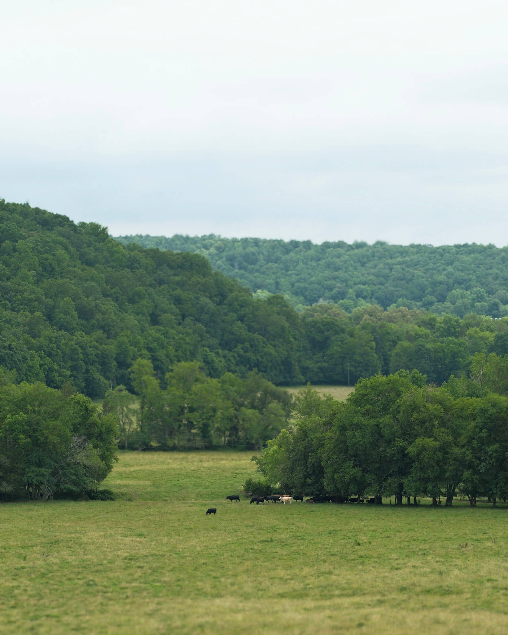 Views of Tennessee Countryside 