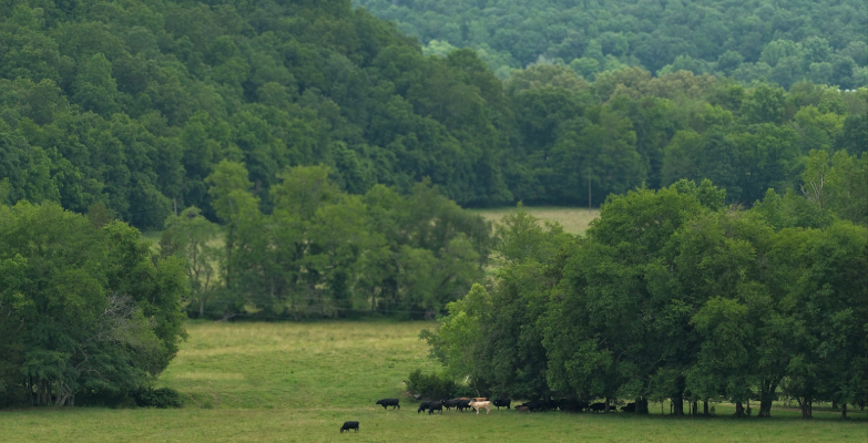 Bask Announces Nonprofit Status | Land Restoration, Holistic Health, and Education