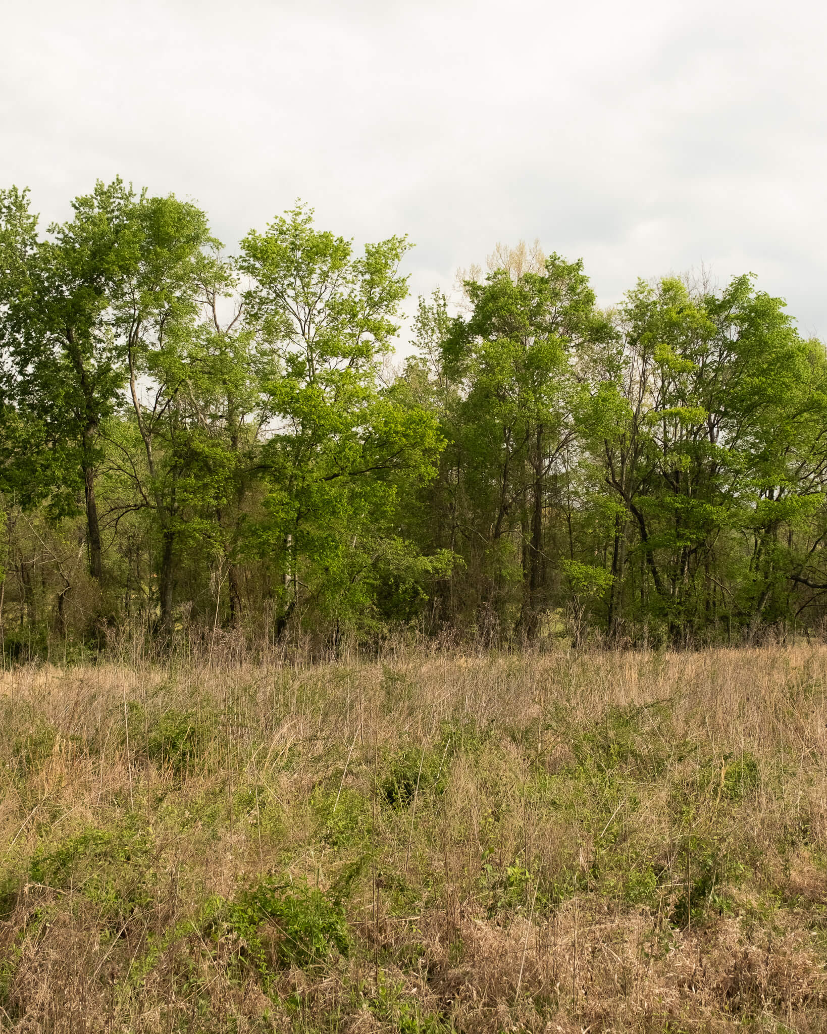 Meadow in Spring 