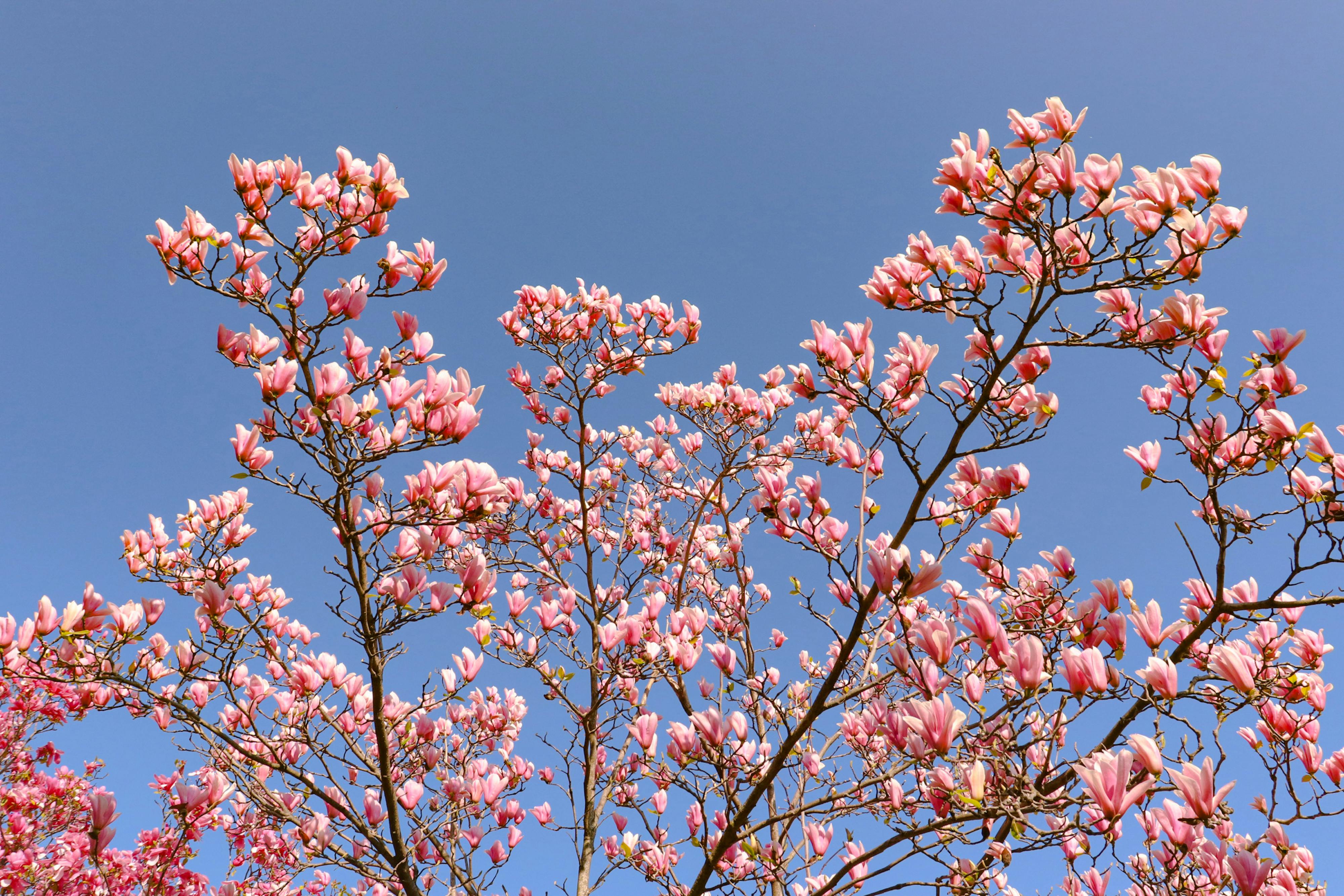 Magnolia branches in bloom under a blue sky 