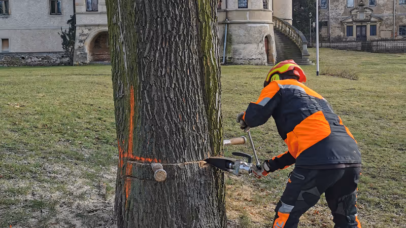 Ein Mitarbeiter von GaLa-Bau Kleinleipisch fällt einen Baum vor einer Schlossanlage.