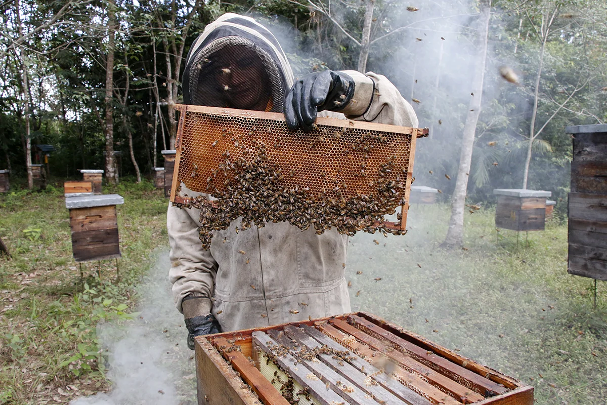 Mineros Foundations: Beekeeper