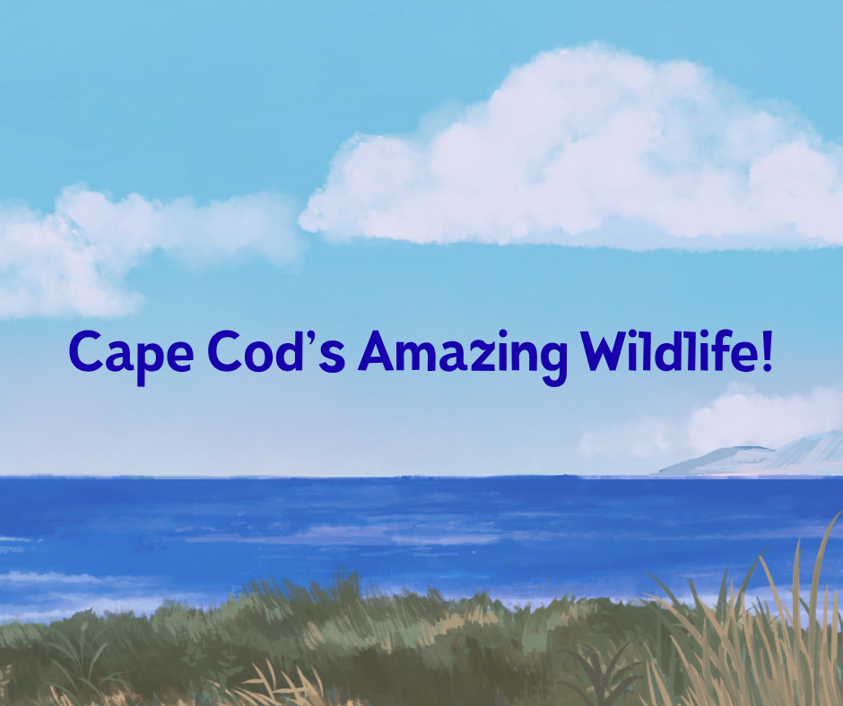 Cape Cod's Amazing Wildlife presentation