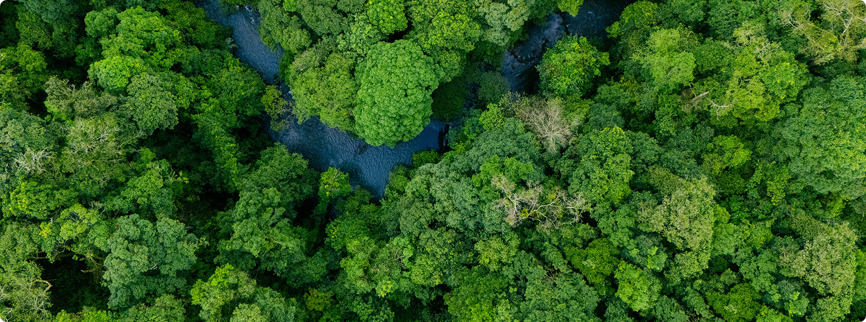 Vue aérienne de la canopée dense d'une forêt avec une rivière serpentant au milieu des arbres verts.
