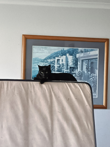 Black cat on top of a mattress, framed painting in the background.
