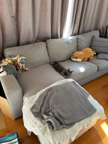 Gray sofa with a gray cat, a stuffed animal, and a gray blanket.