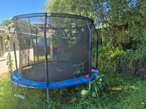 Trampoline with black netting and blue edge, surrounded by tall grass and plants.
