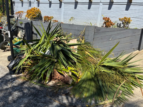 Pile of green palm fronds, brown organic waste, and garden debris.