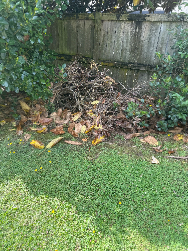 Pile of dried leaves and branches.