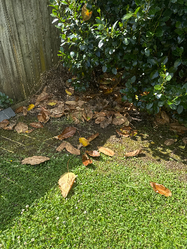 Fallen leaves, green grass, bush, wooden fence.