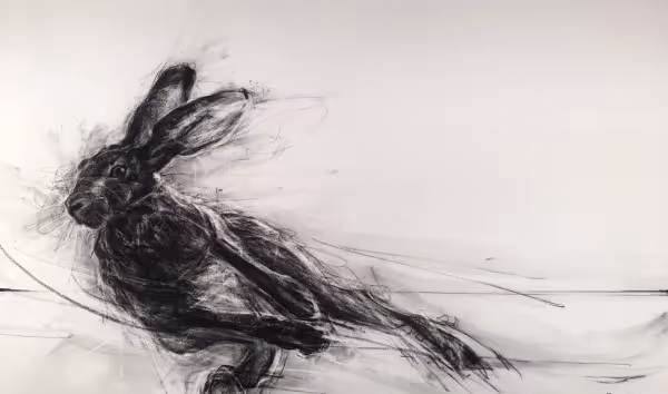 jackrabbit switching directions (charcoal on fine art paper, 64 x 107 cm)