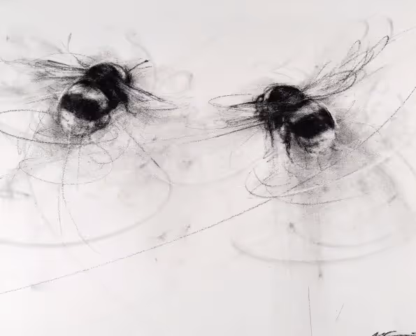 White-tailed Bumblebee Pair (charcoal on fine art paper, 26 x 36 cm unframed) 
