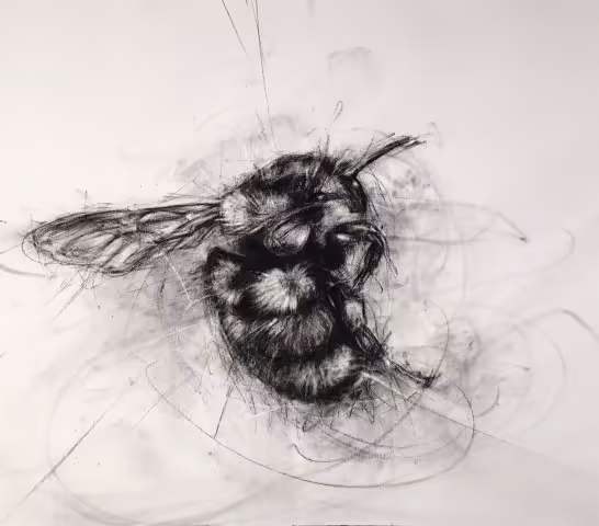 Tri-coloured Bumblebee (charcoal on fine art paper, 51 x 66 cm unframed) 