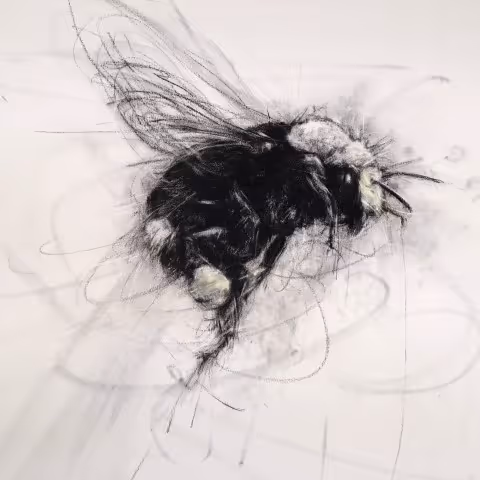Yellow-faced Bumblebee (charcoal on fine art paper, 48 x 61 cm unframed)