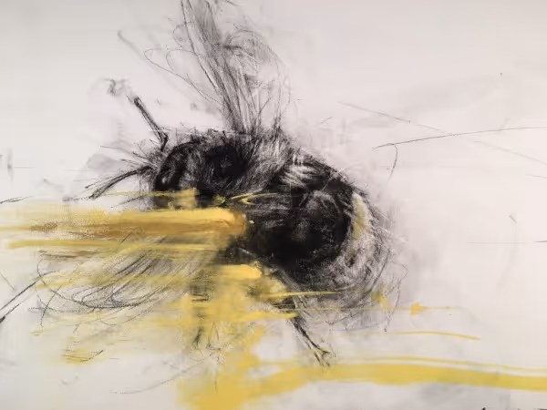 Bilberry Bumblebee, Pollen (charcoal & pastel on fine art paper, 46 x 56 cm unframed)