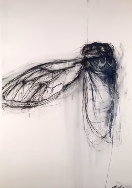 Dog Day Cicada (charcoal on fine art paper, 53.5 x 76cm unframed)