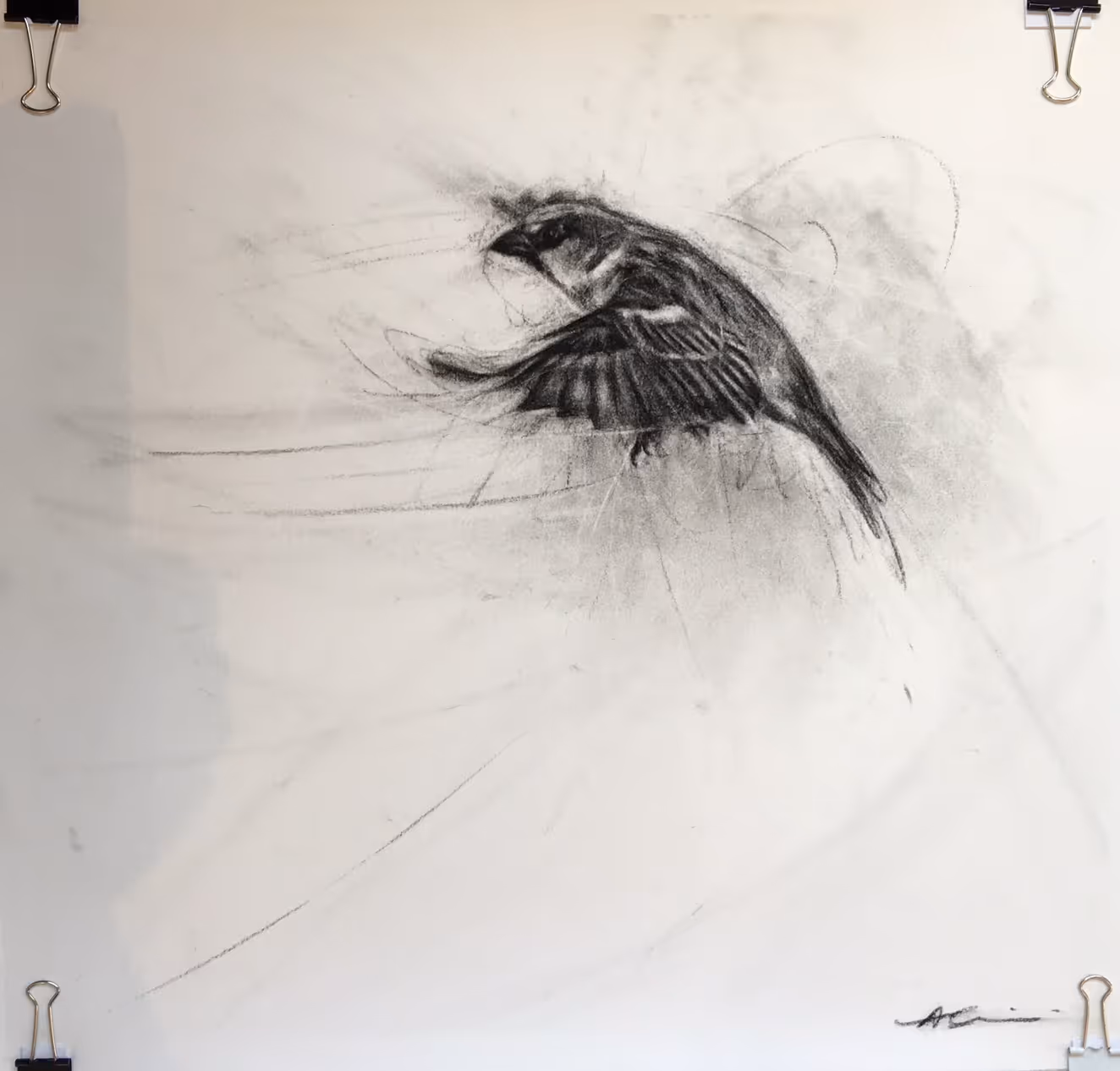  Sparrow I (charcoal on fine art paper, approx 380 x 430mm u/f) 