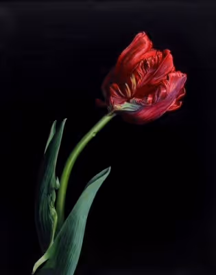 'All the Frills & Ruffles' (tulip) 76 x 60 x 4 cm