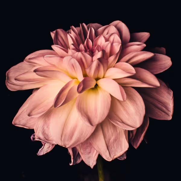 Dahlia II (edition of 5, 762 x 762mm)