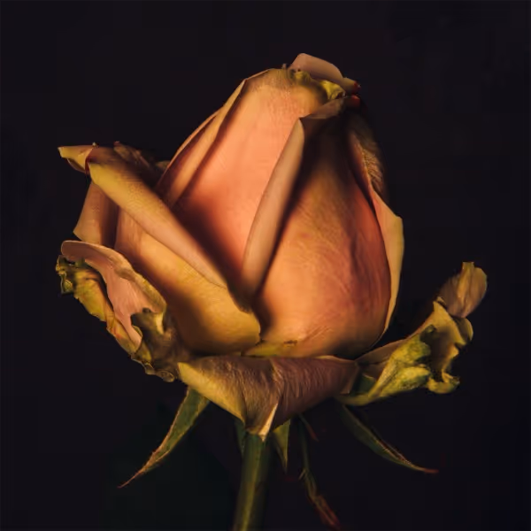 Rose bud I (photograph, editionof 5, 762 x 762mm)
