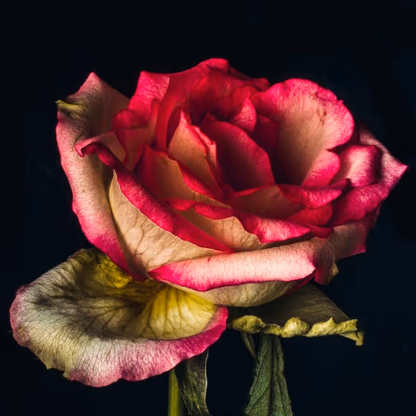 Rose bud II (edition of 5, 762 x 762mm)