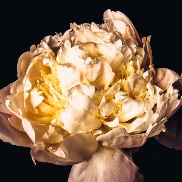 peony II (photograph (edition of 5, 762 x 762mm)