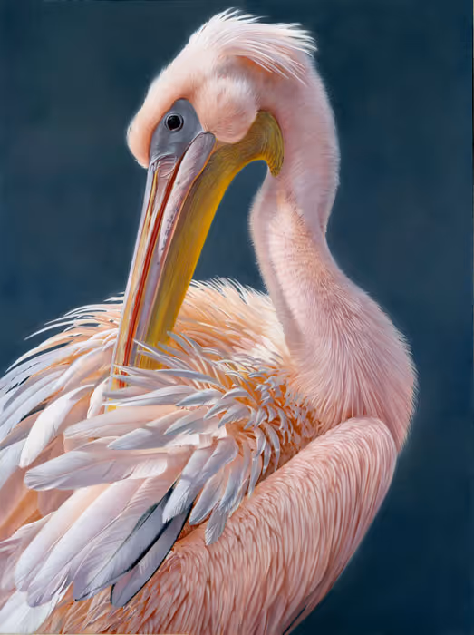A Wonderful Bird is the Pelican (pastel - 610 x 460mm plus frame)