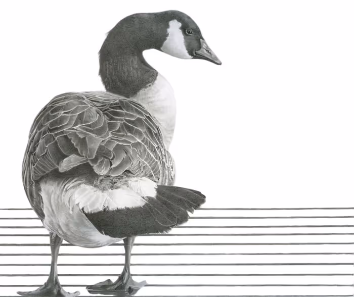 'Mother Goose' - 413 x 360mm (mount size: 513 x 460mm) Graphite
