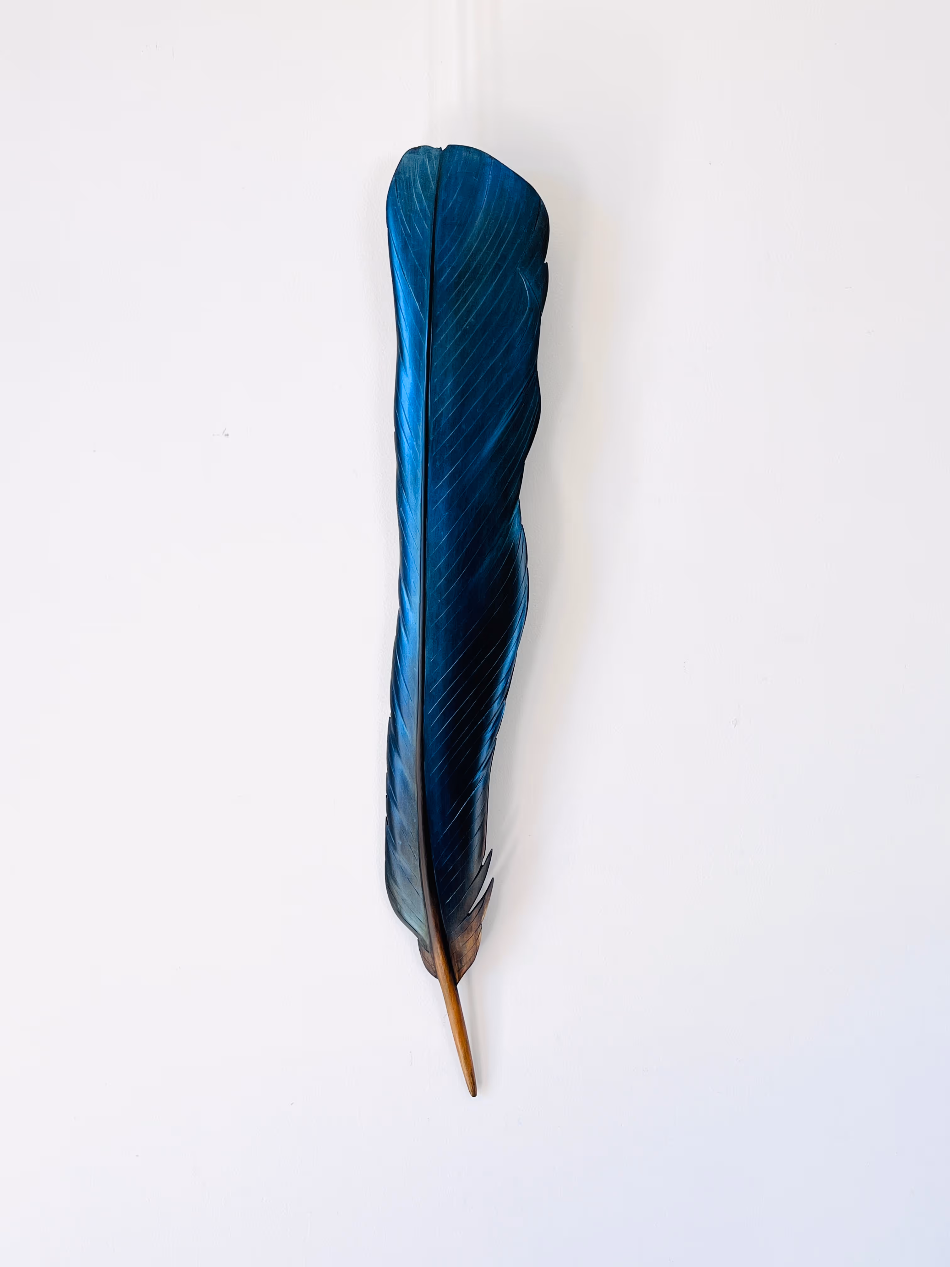 Matai Tui Tail Feather 63 x 10 x 3cm 	