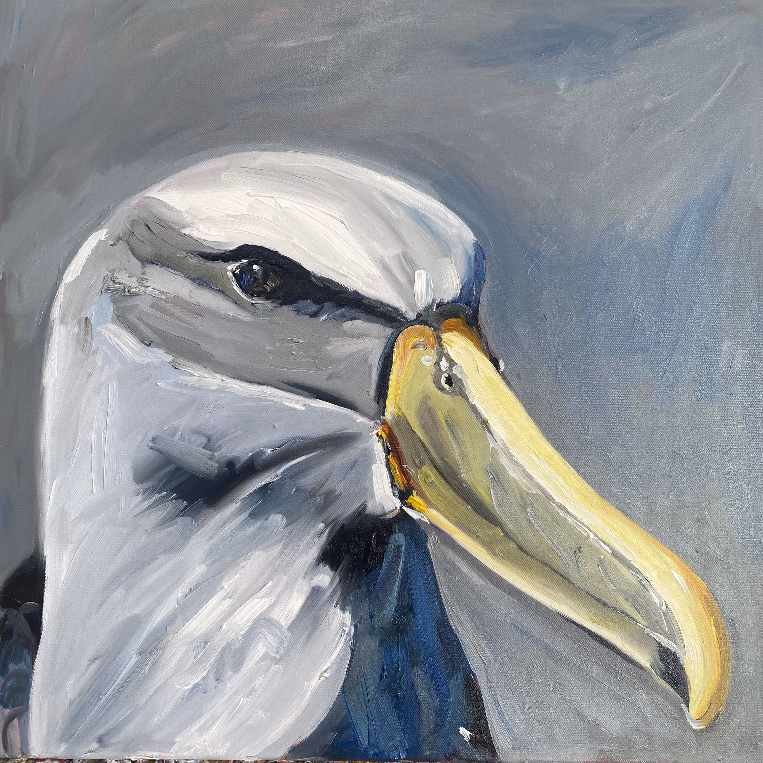 'albatross' oil on canvas, 510 x 510mm