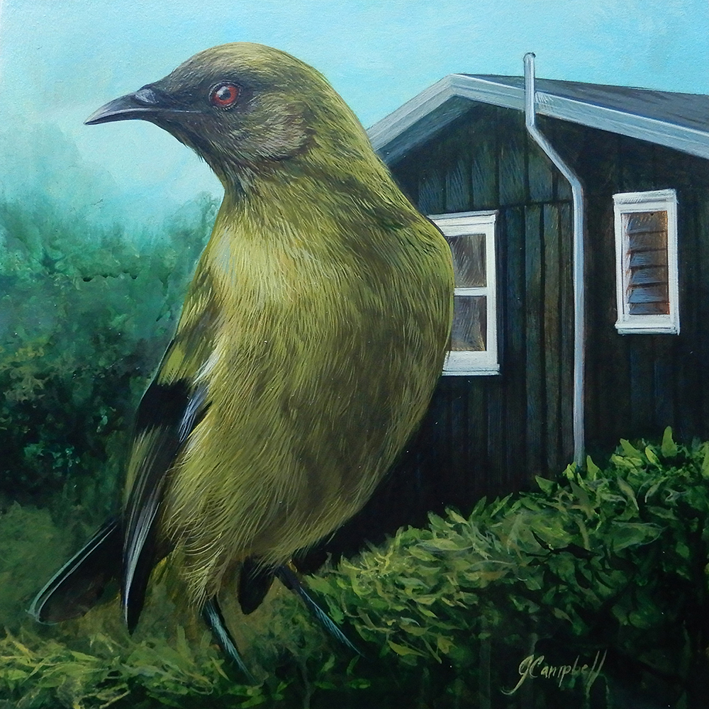 'Bellbird" acrylic on aluminium 300 x 300 mm plus frame 