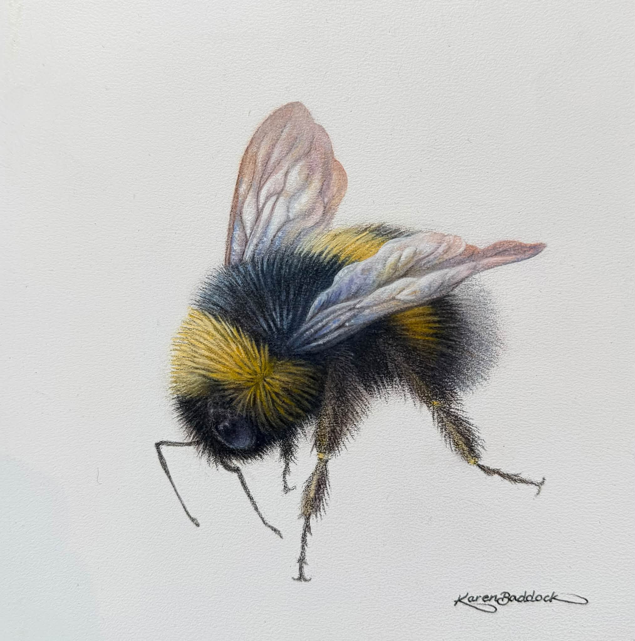 'Bumblebee' oil on panel, 170 x 170 mm plus frame 