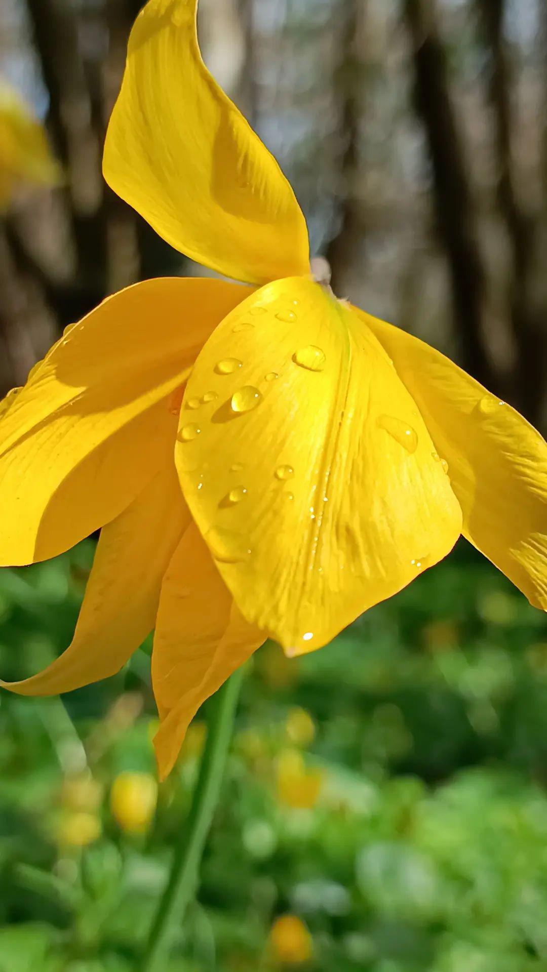 tulipe sauvage photographiée dans la réserve du Pont barré, à proximité du 4PAIMPARé