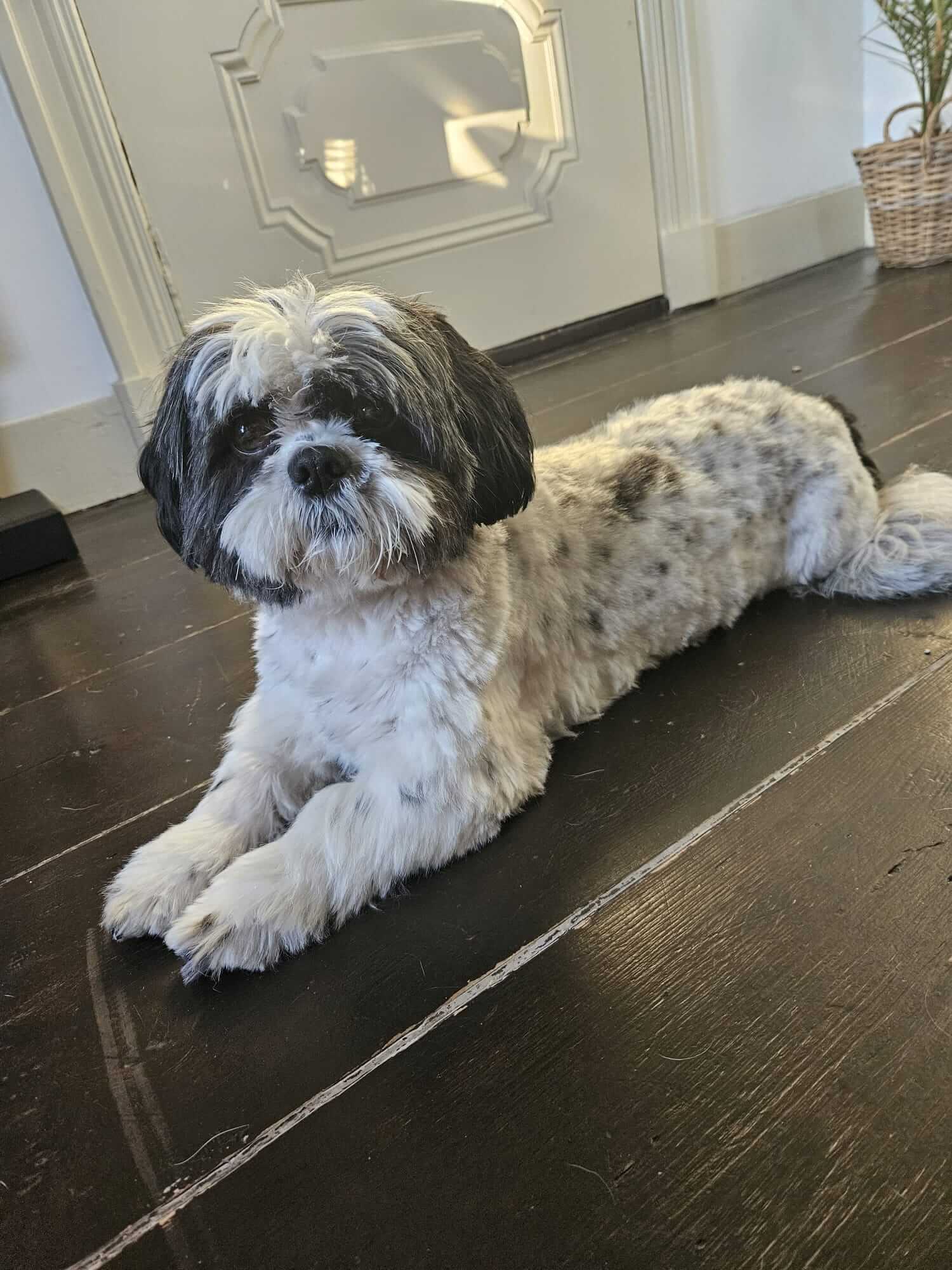 Afbeelding van getrimde hond saartje
