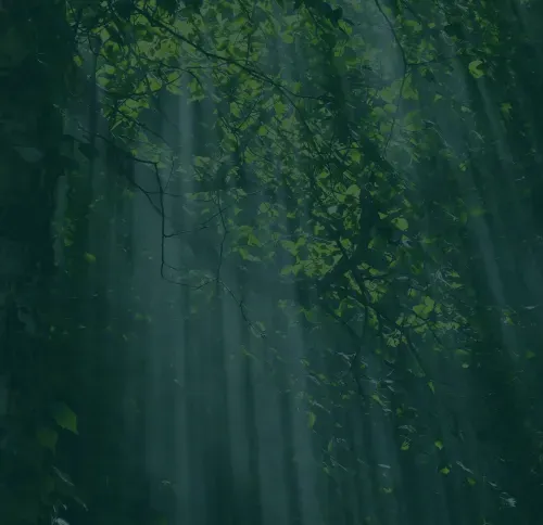 Sunlight streaming through lush green forest leaves.