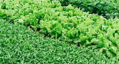 Lush green crops