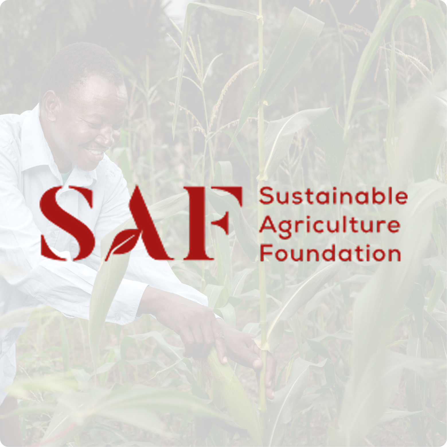 SAF - Website Design & Developement 