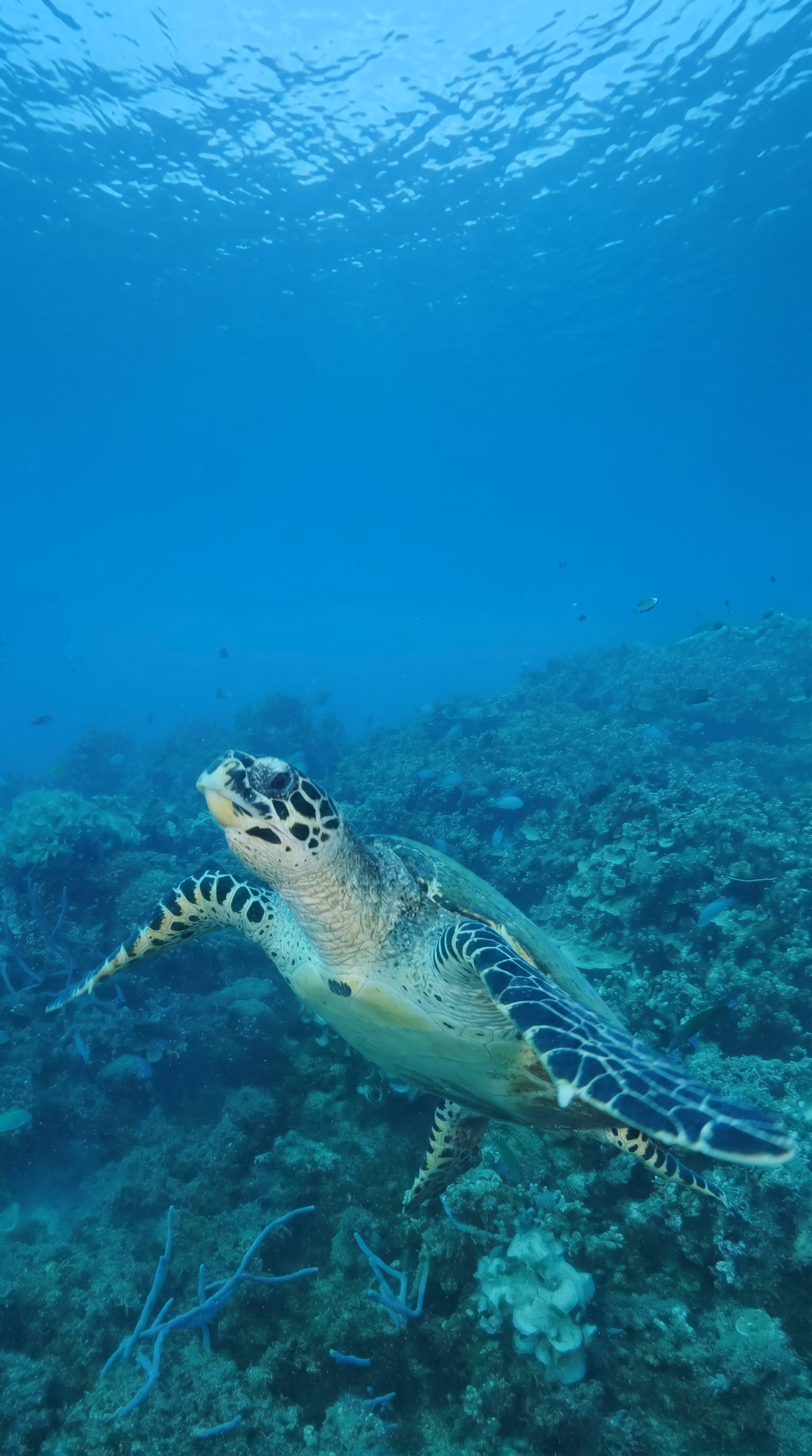 Les tortues marines de Nosy Sakatia
