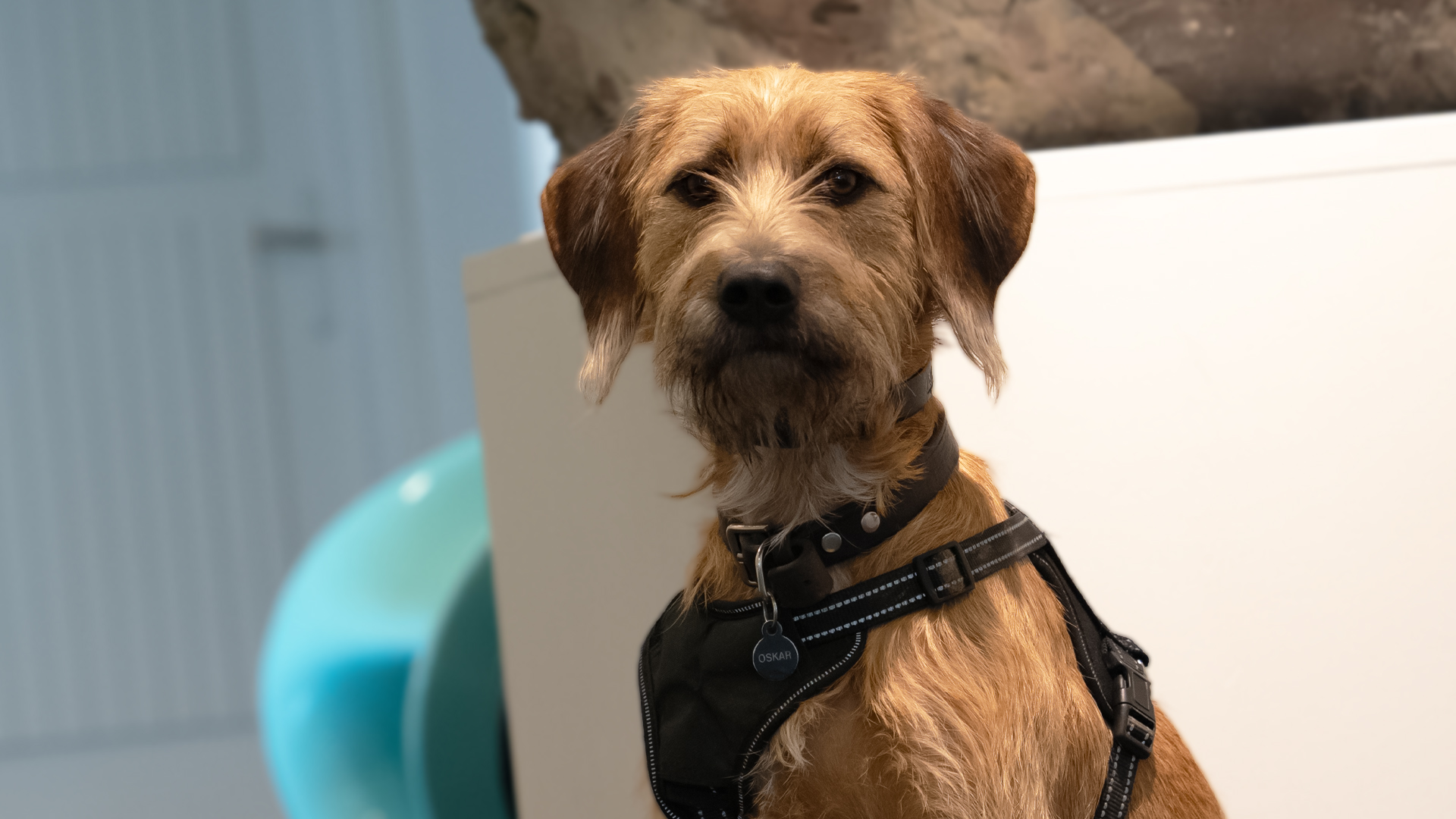 Porträt von Oskar, dem Bürohund von Festland, mit Geschirr und Namensanhänger.