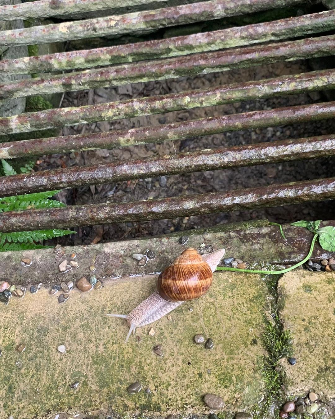 Eine Weinbergschnecke kriecht auf einer moosigen Steinkante neben einem rostigen Metallgitter
