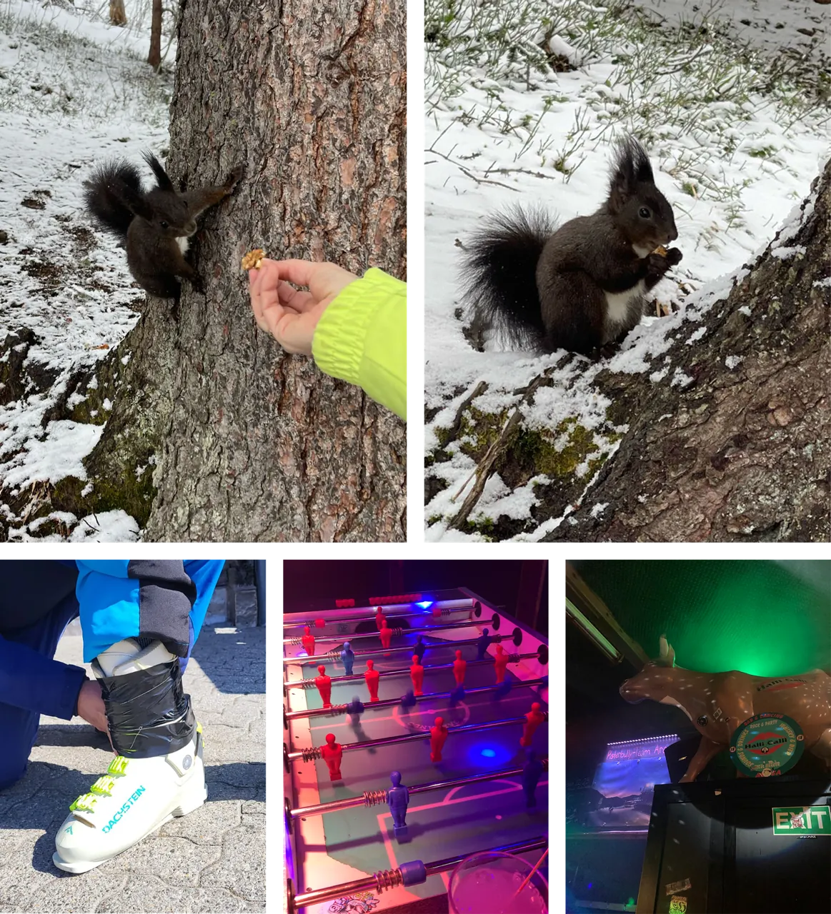Collage vom Winterland-Weekend: Eichhörnchen wird mit Nuss gefüttert, Skischuh, beleuchteter Töggelikasten und Bar