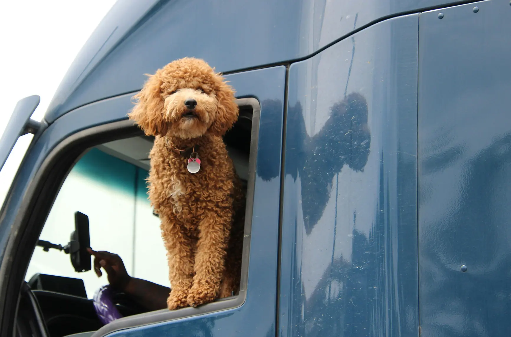 How to bring your pets to France? Requirements, pet vaccines, paperwork and travel Tips