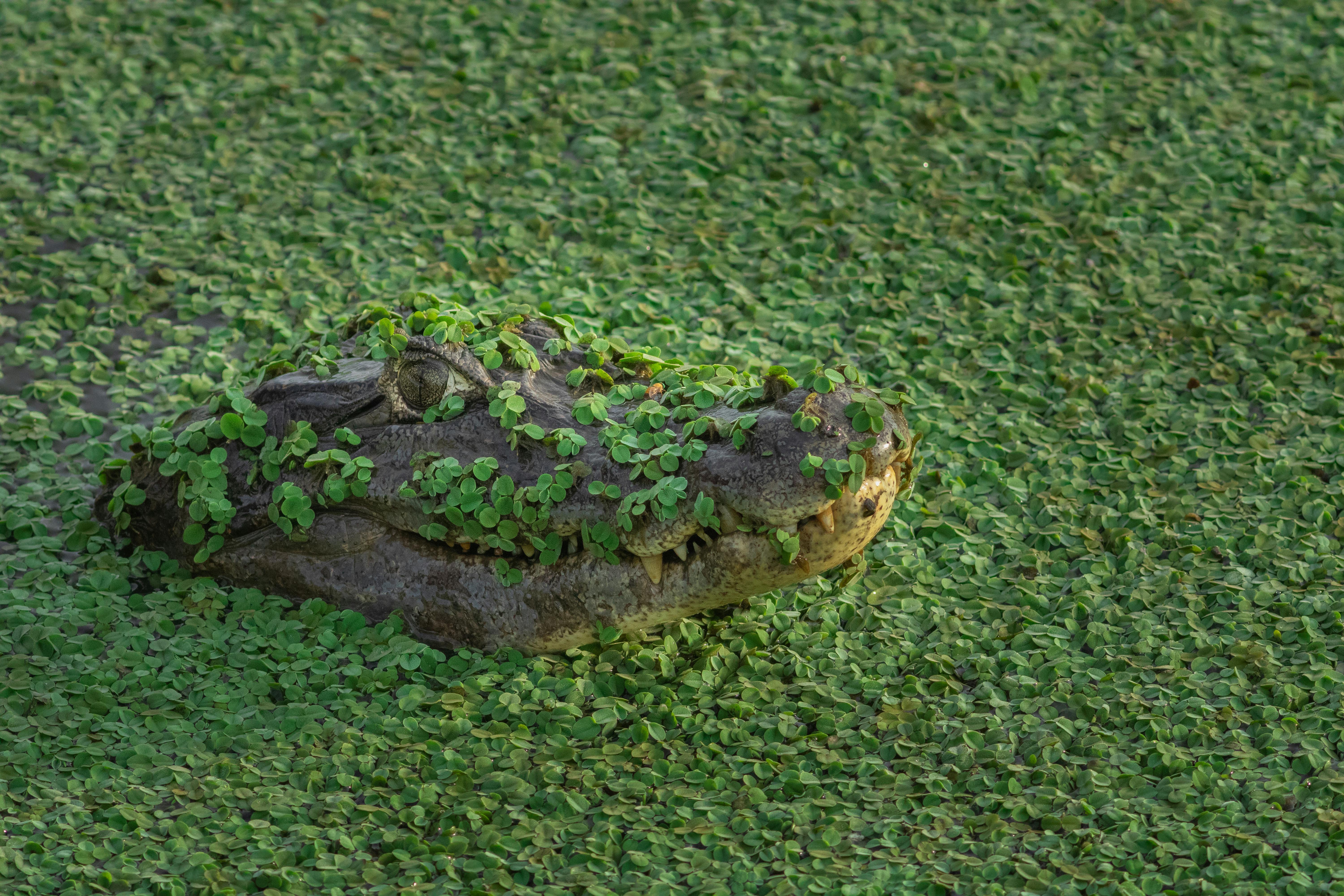 A crocodile camouflages itself in a dense covering of water plants, lurking beneath the surface.